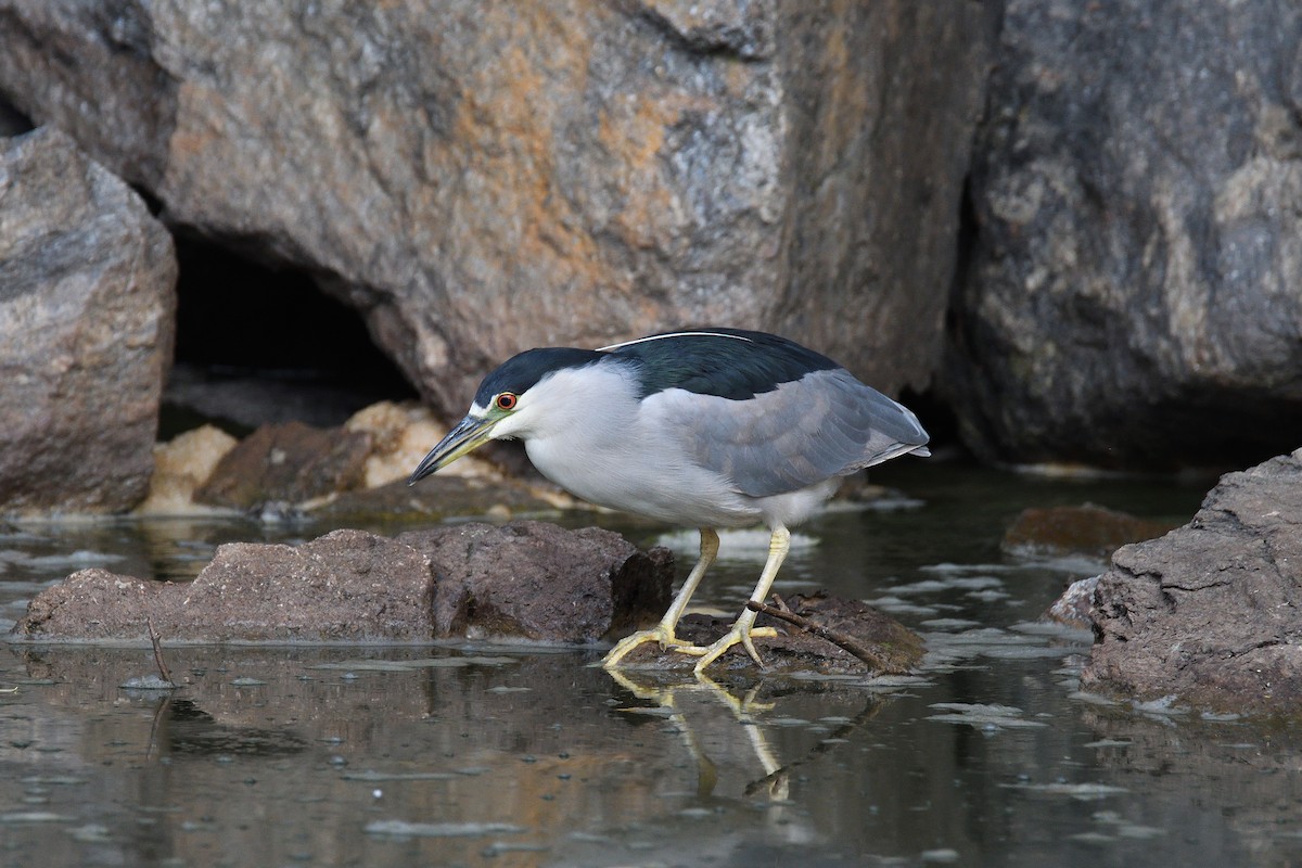 Black-crowned Night Heron - ML186146831