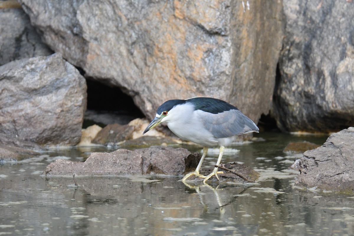 Black-crowned Night Heron - ML186146841