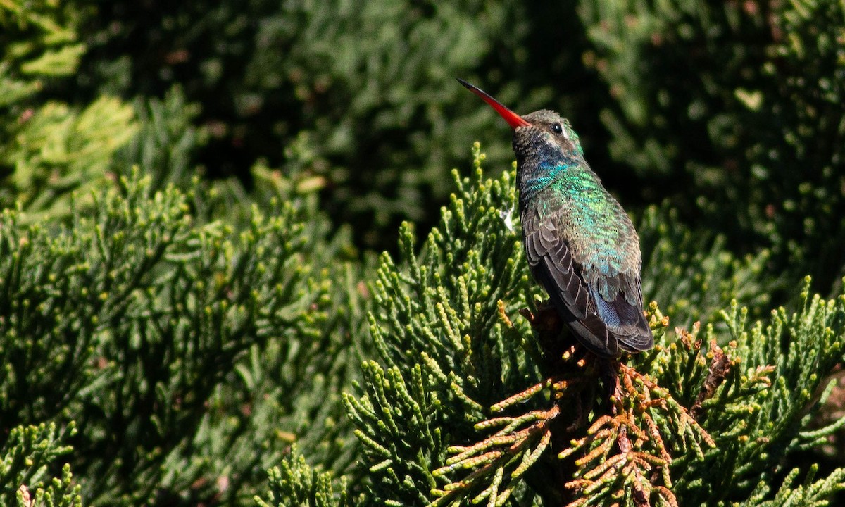 Broad-billed Hummingbird - ML186147071