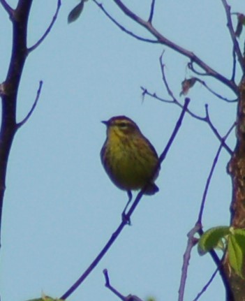 Palm Warbler - ML186149961