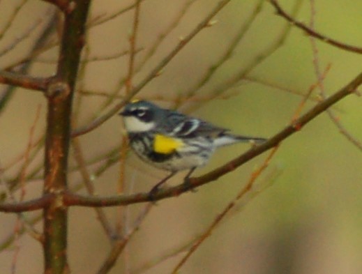 Yellow-rumped Warbler (Myrtle) - David Brinkman