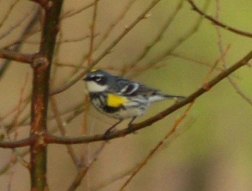 Yellow-rumped Warbler (Myrtle) - ML186150091