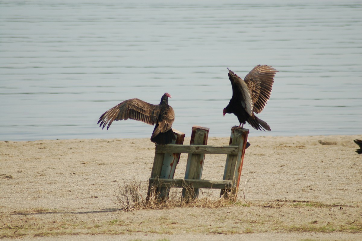 Turkey Vulture - David Brinkman