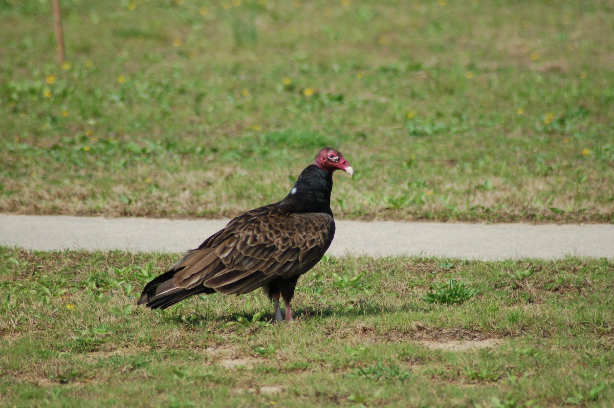 Urubu à tête rouge - ML186150541