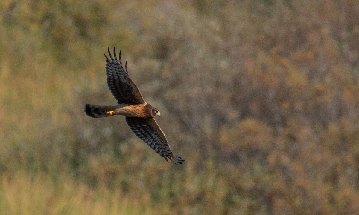 Northern Harrier - ML186151231