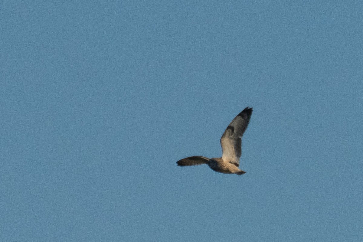 Short-eared Owl - ML186152641