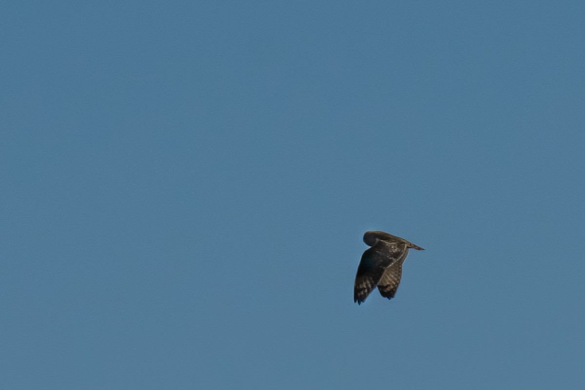 Short-eared Owl - ML186152651