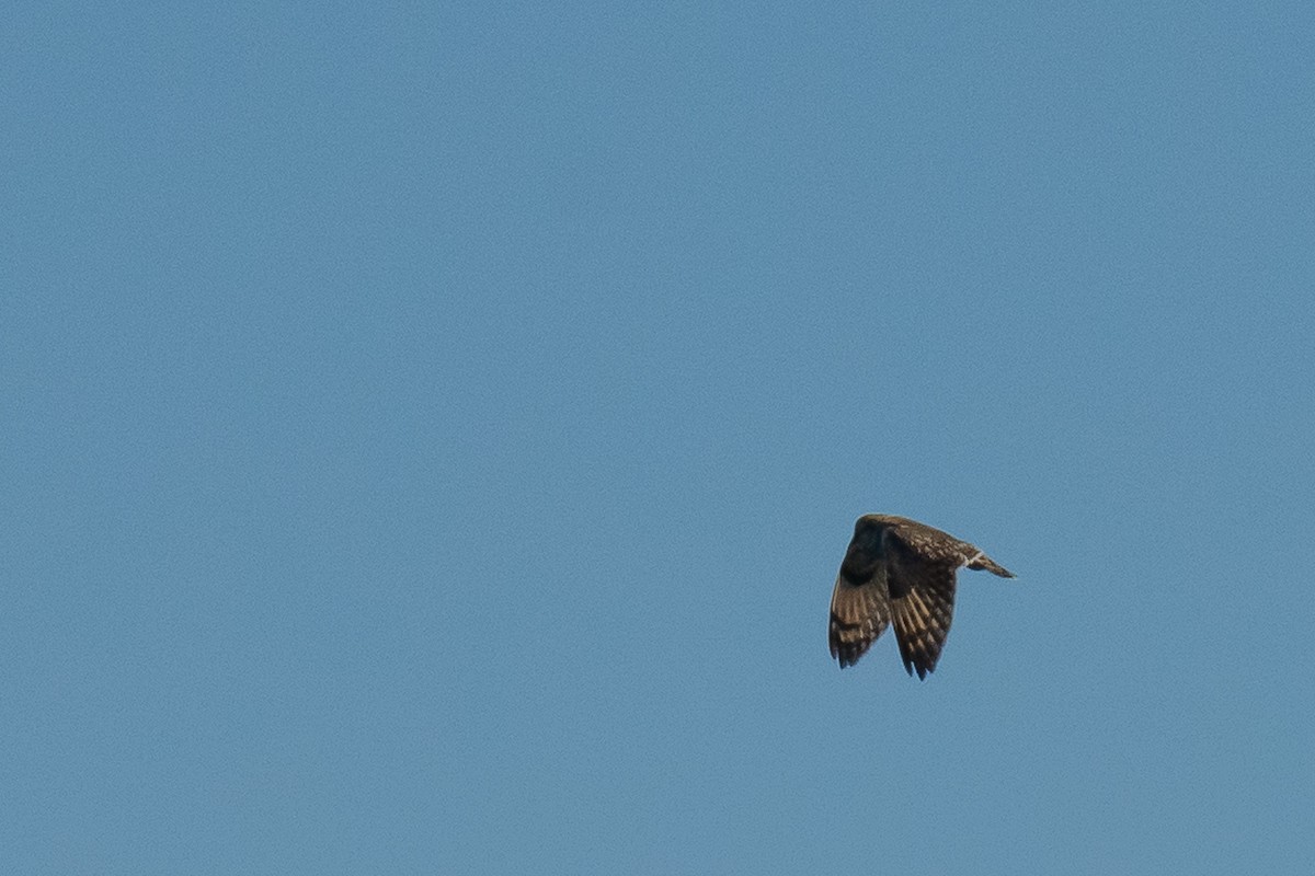 Short-eared Owl - ML186152661