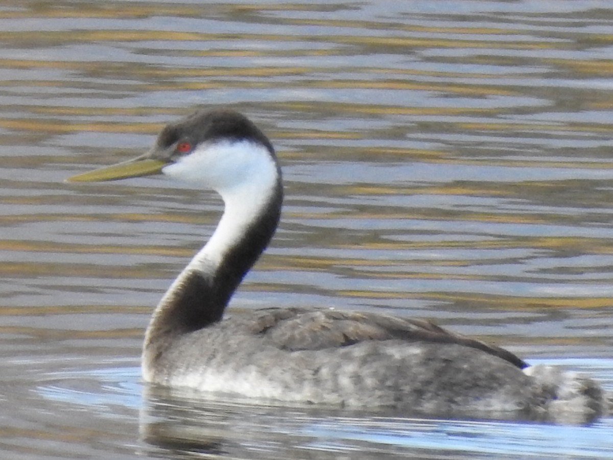 Western Grebe - Kelly Wright