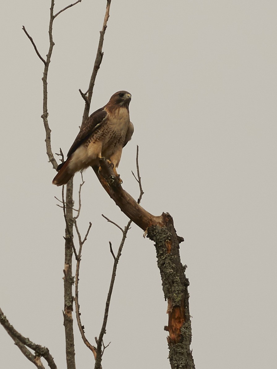Red-tailed Hawk - ML186154961
