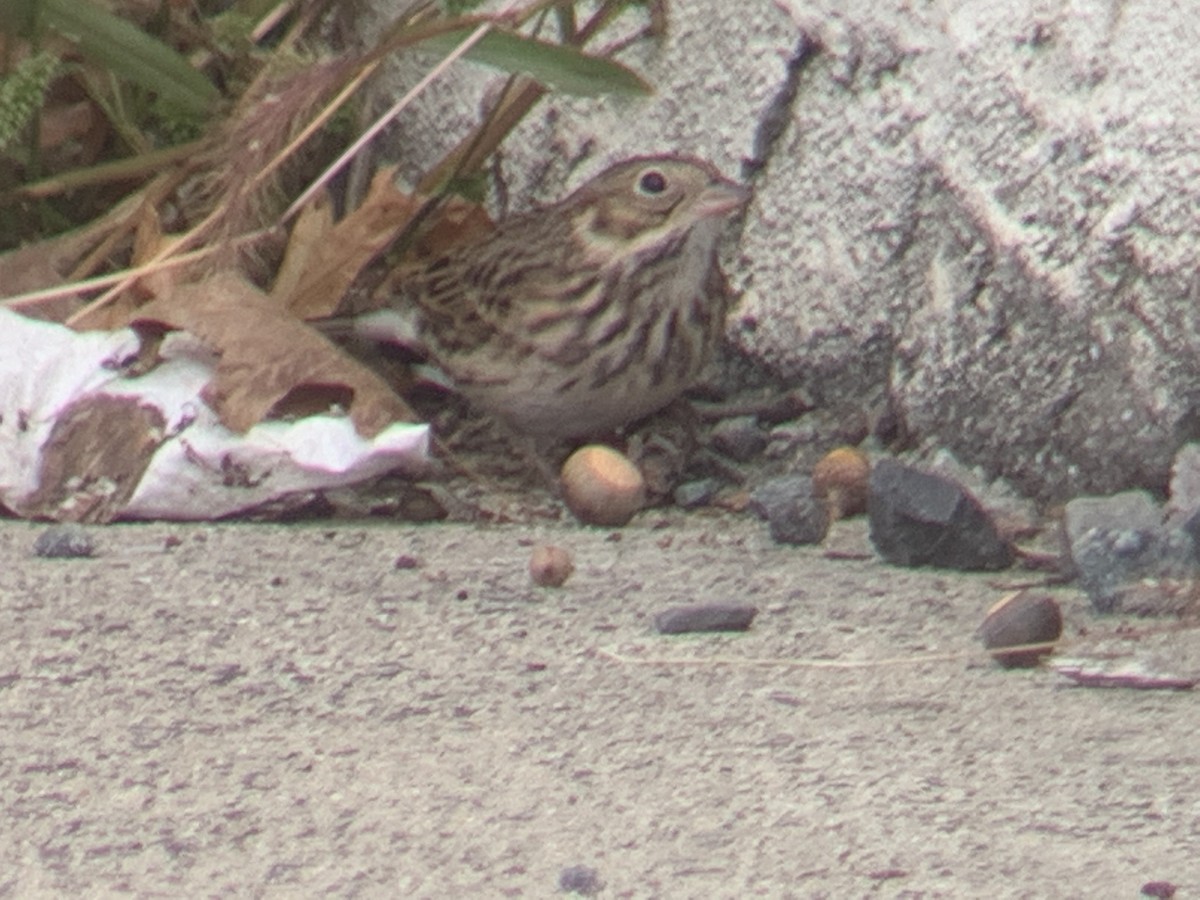 Vesper Sparrow - ML186155451