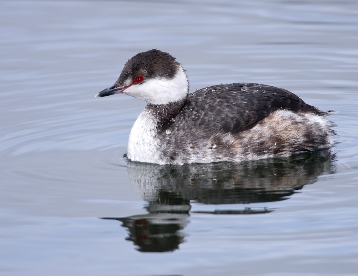 Ухаа шунгуур - ML186155561