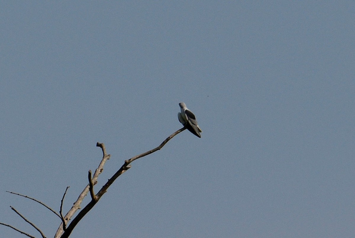 Black-winged Kite - ML186157341