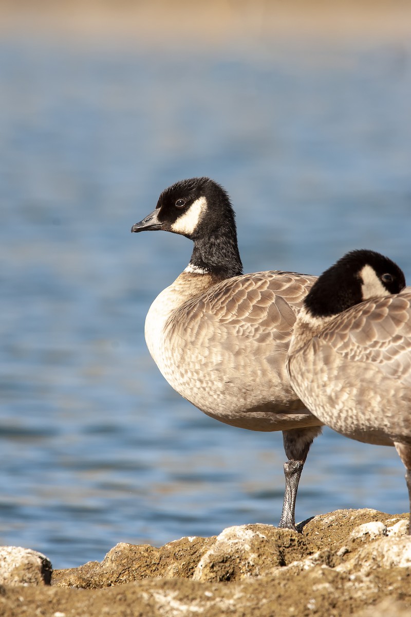 Barnacla Canadiense Chica (leucopareia) - ML186158191