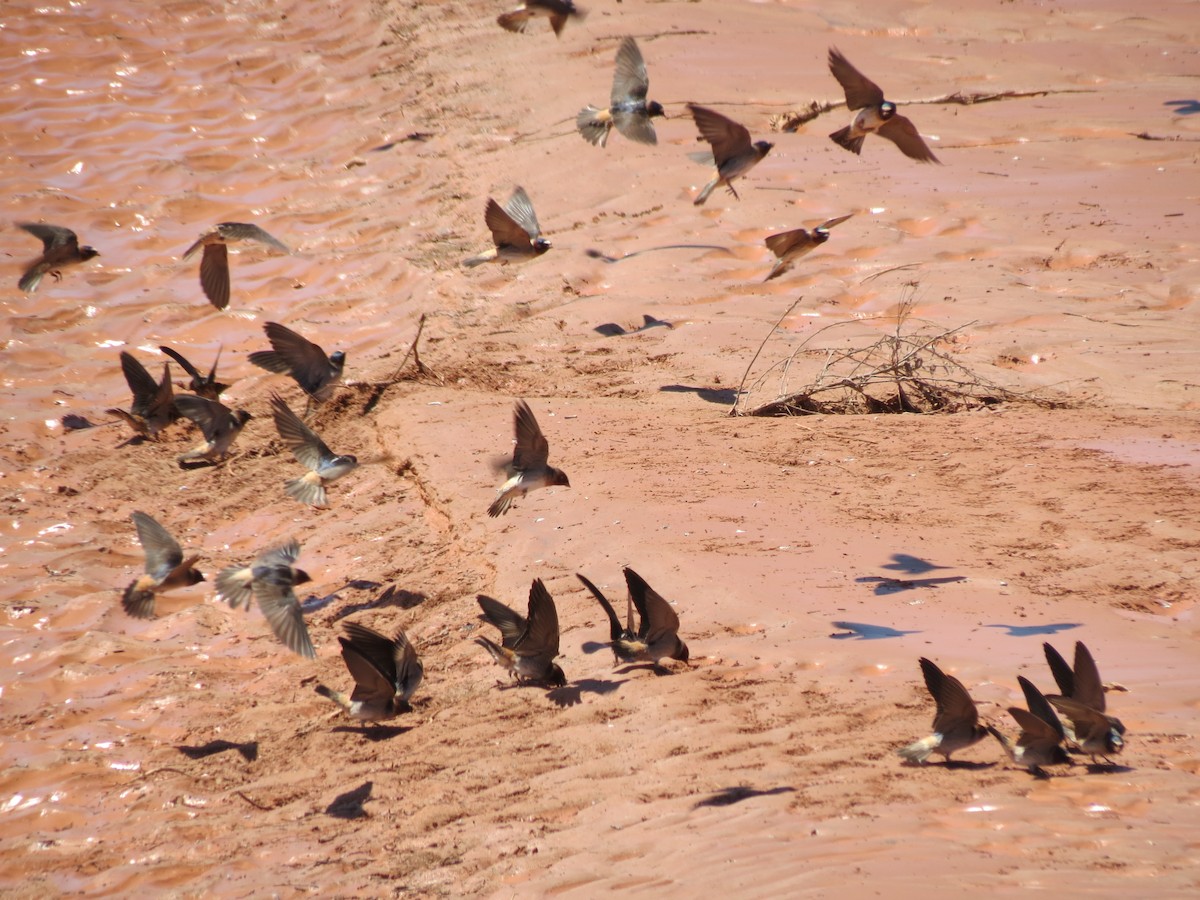 Cliff Swallow - ML186158801