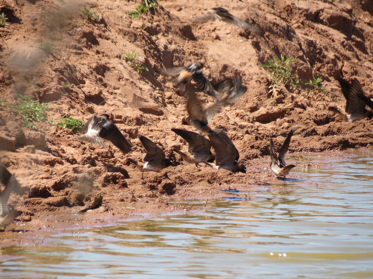 Cliff Swallow - ML186158811