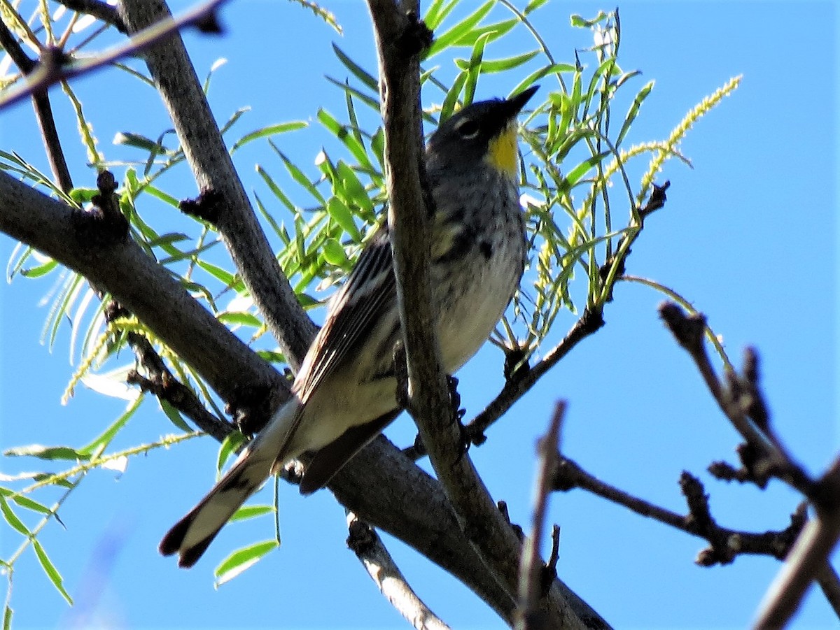 Yellow-rumped Warbler - ML186159001