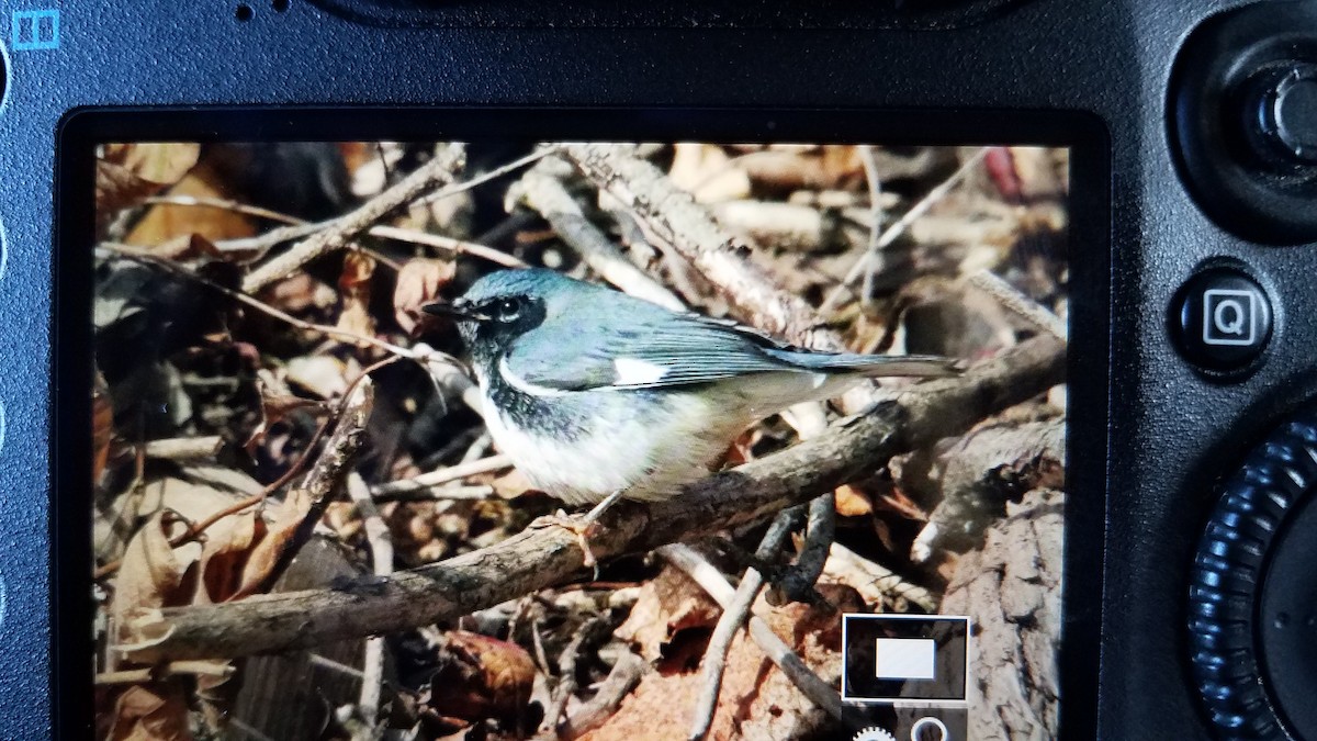 Black-throated Blue Warbler - ML186159211