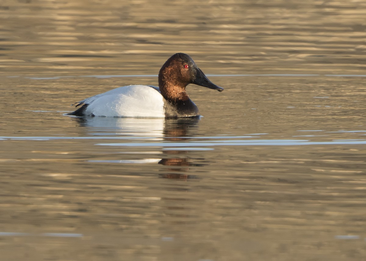Canvasback - ML186159281