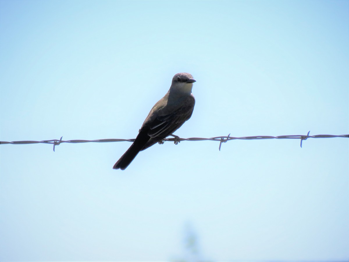 Western Kingbird - ML186159461