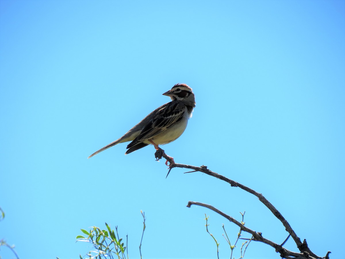 Lark Sparrow - ML186159501