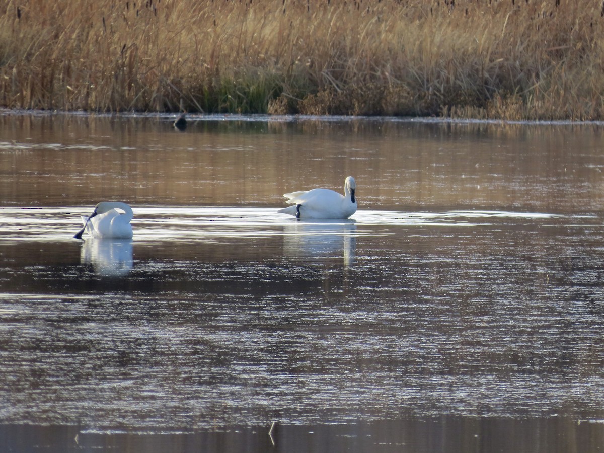 Tundra Swan - ML186159731