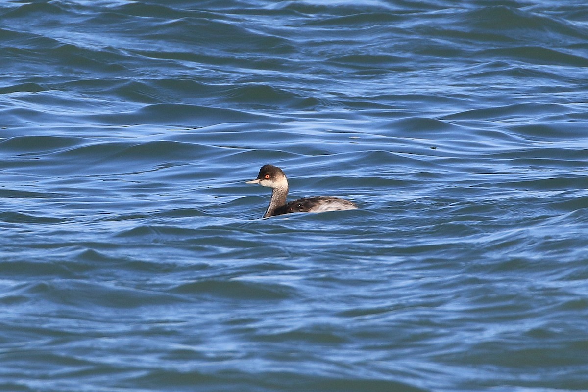 ML186162311 - Eared Grebe - Macaulay Library