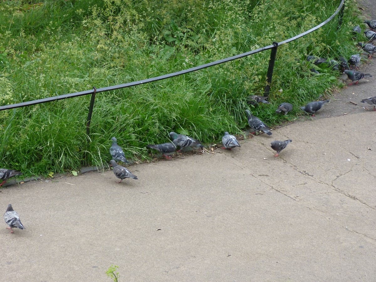 Rock Pigeon (Feral Pigeon) - ML186163341