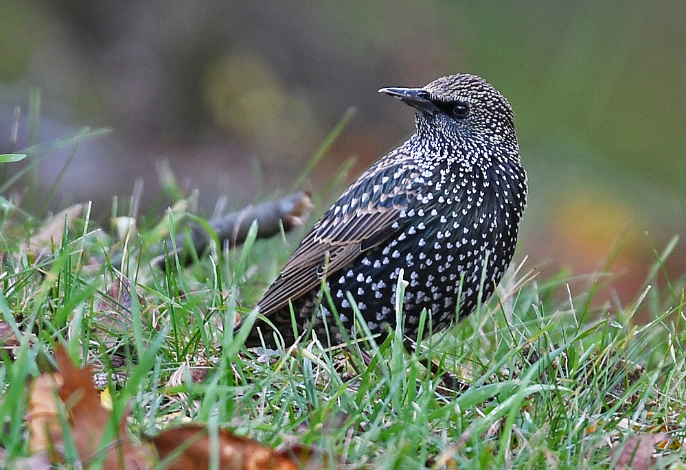 European Starling - ML186167381