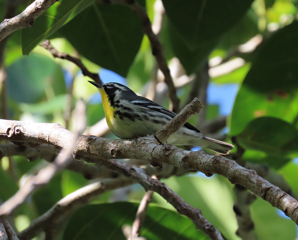 Yellow-throated Warbler - ML186167811