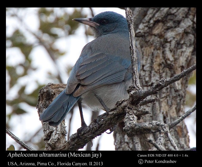 Mexican Jay (Arizona) - ML186169011