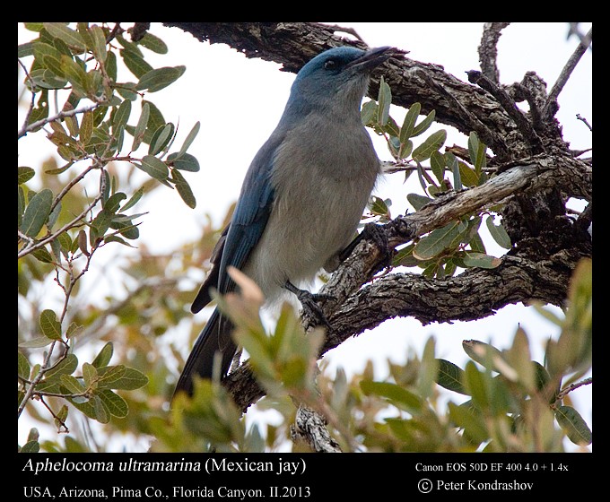 Mexican Jay (Arizona) - ML186169021