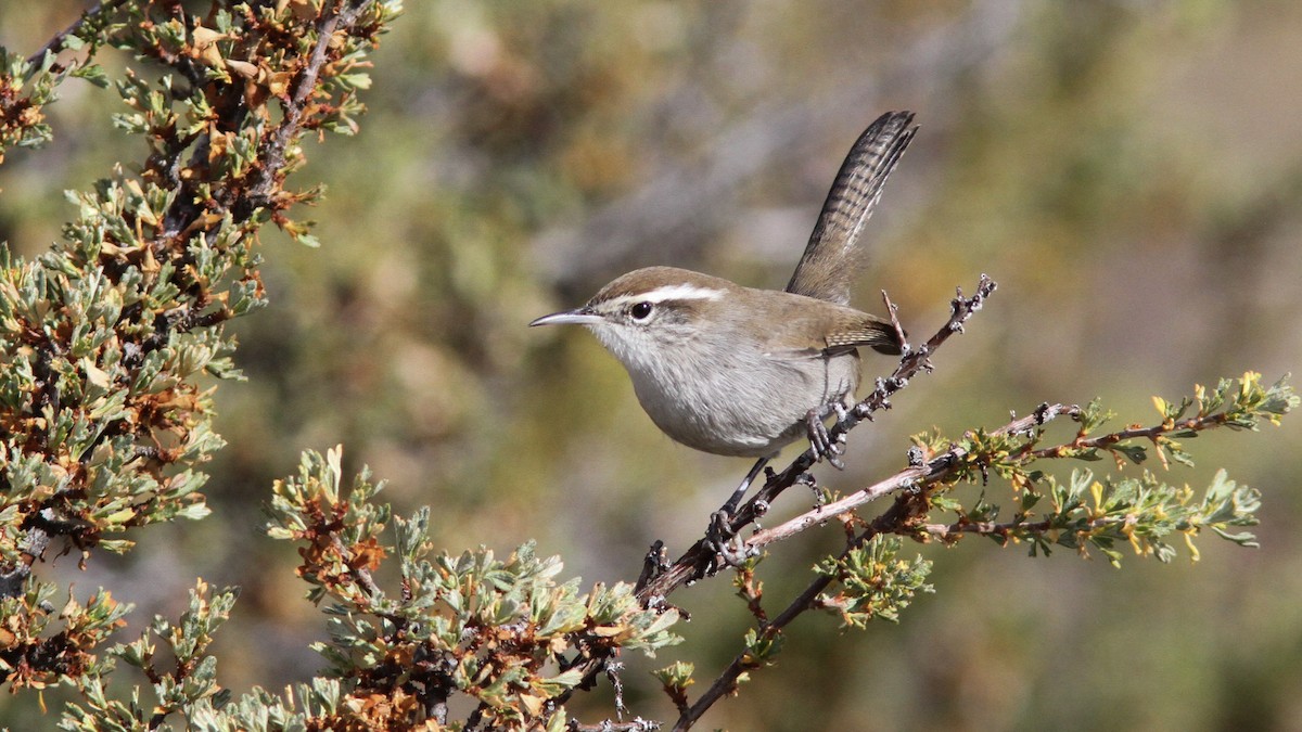 Bewick's Wren - ML186170261