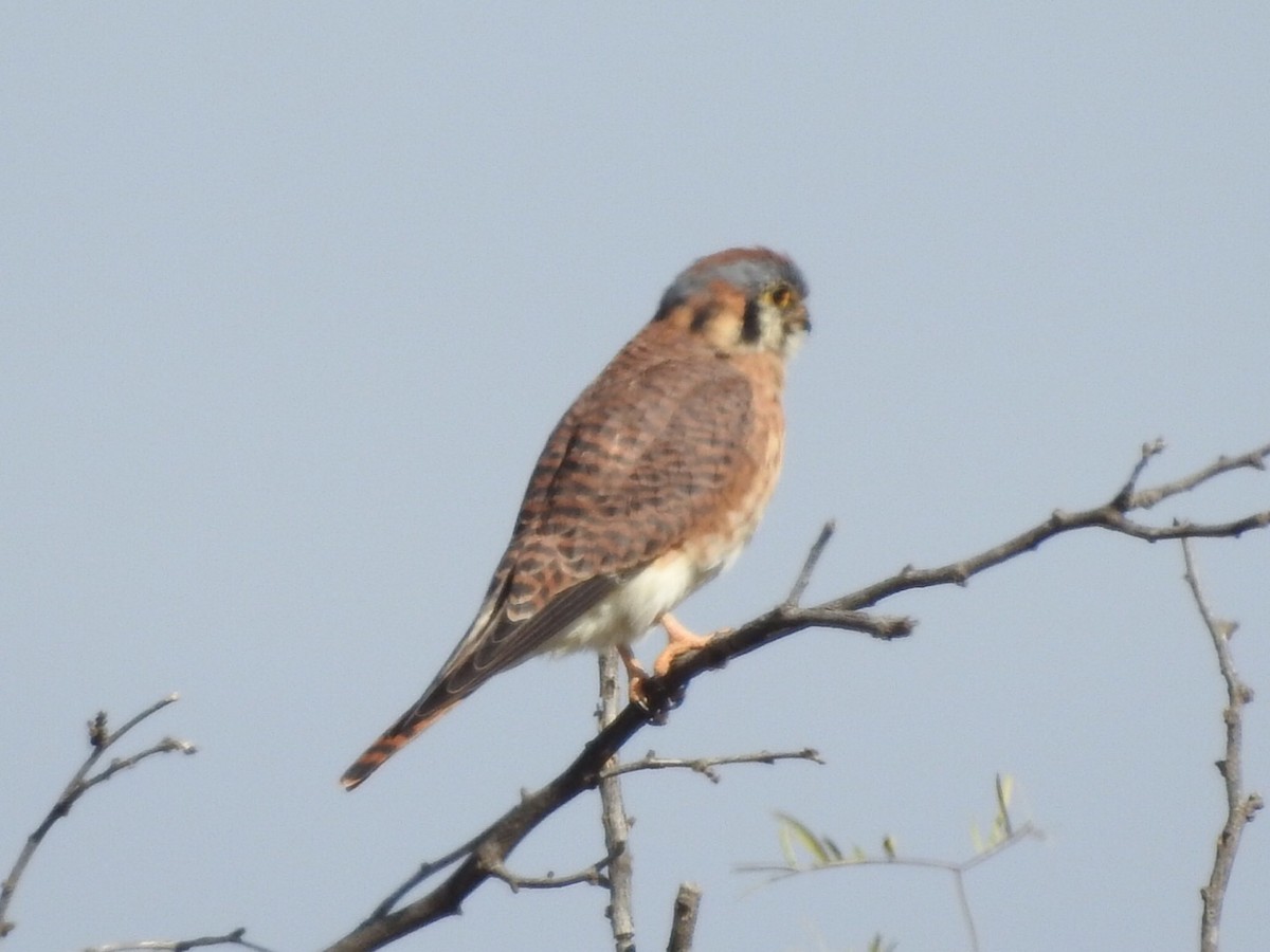 American Kestrel - ML186172301