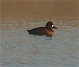 Lesser Scaup - ML186172651