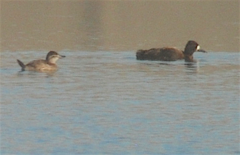 Lesser Scaup - ML186172671