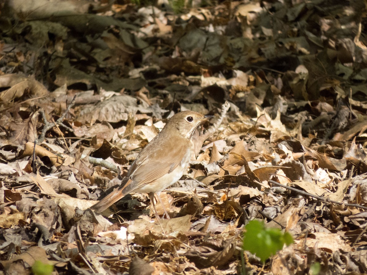 Hermit Thrush - ML186172701