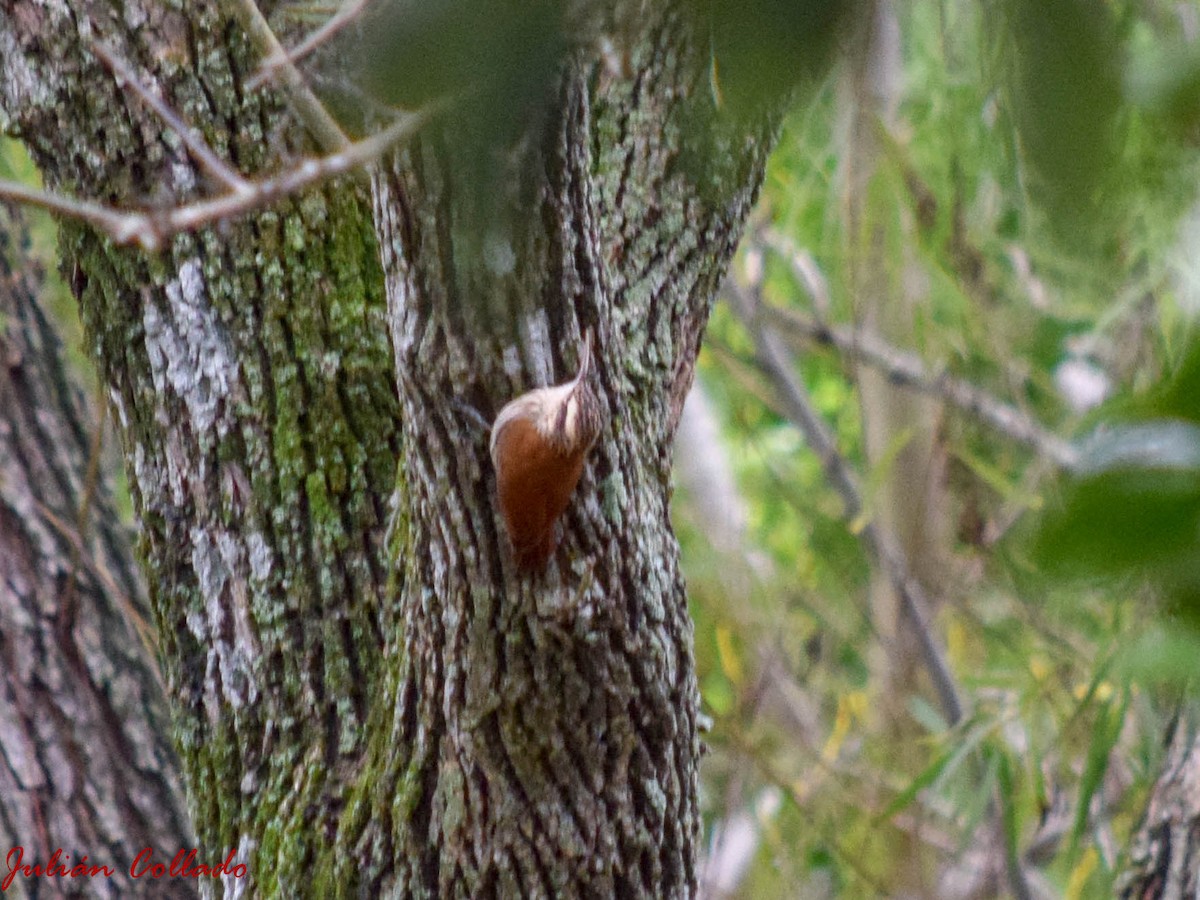 Narrow-billed Woodcreeper - ML186173021