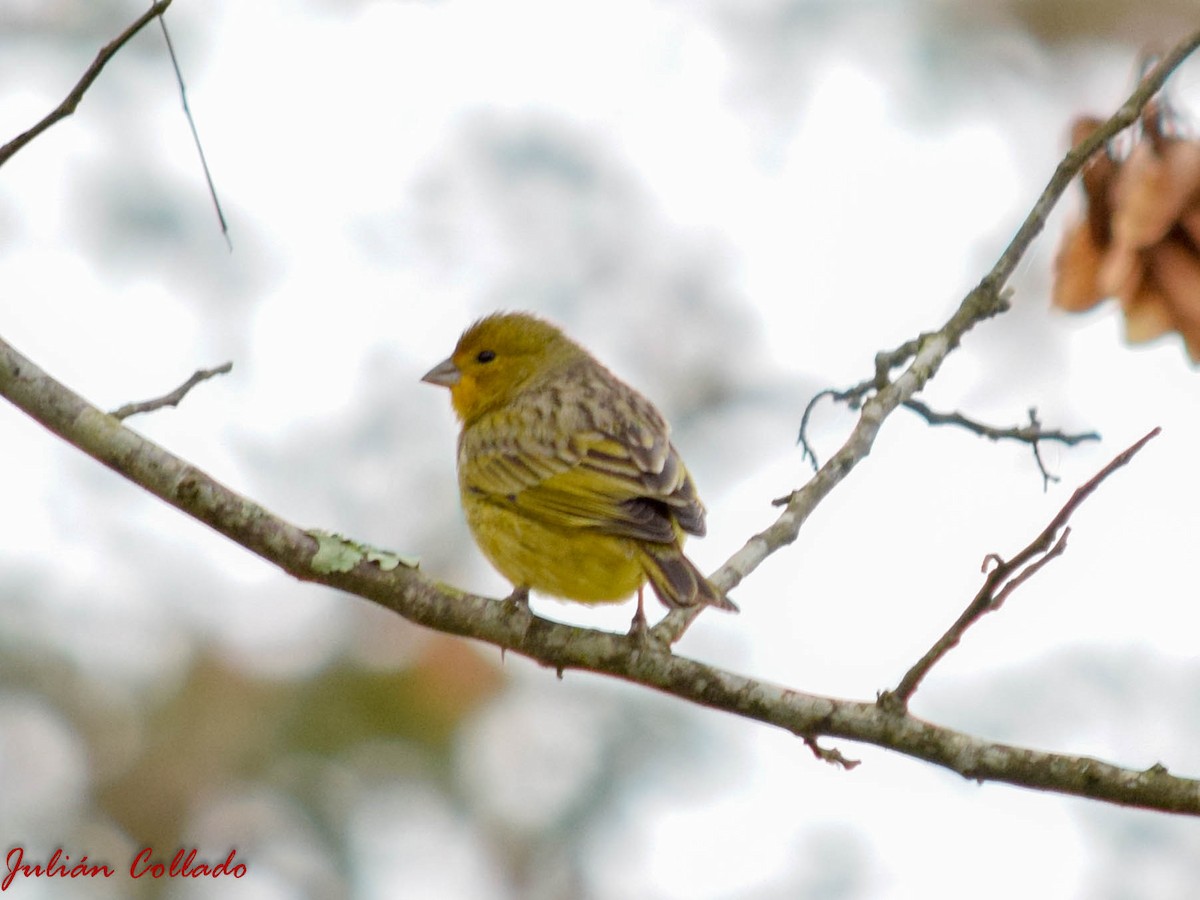 Saffron Finch - ML186173071