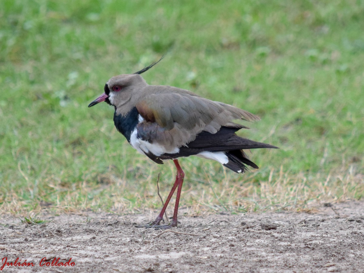 Southern Lapwing - ML186173301