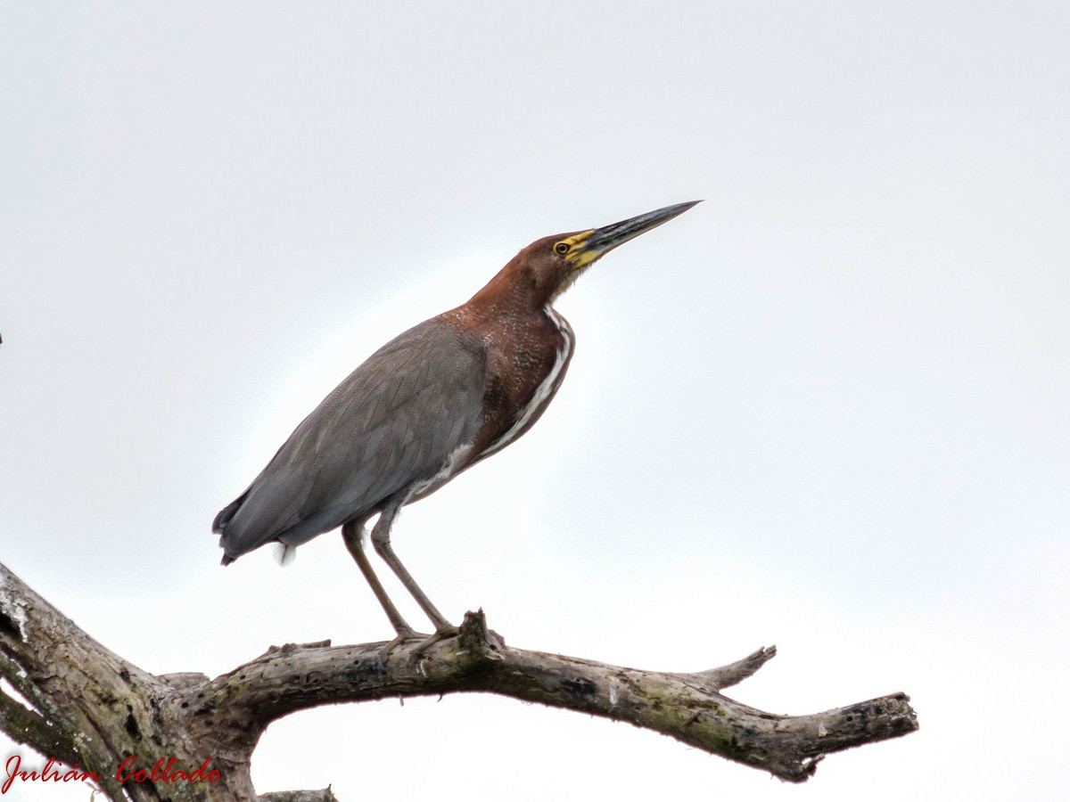 Rufescent Tiger-Heron - ML186173351