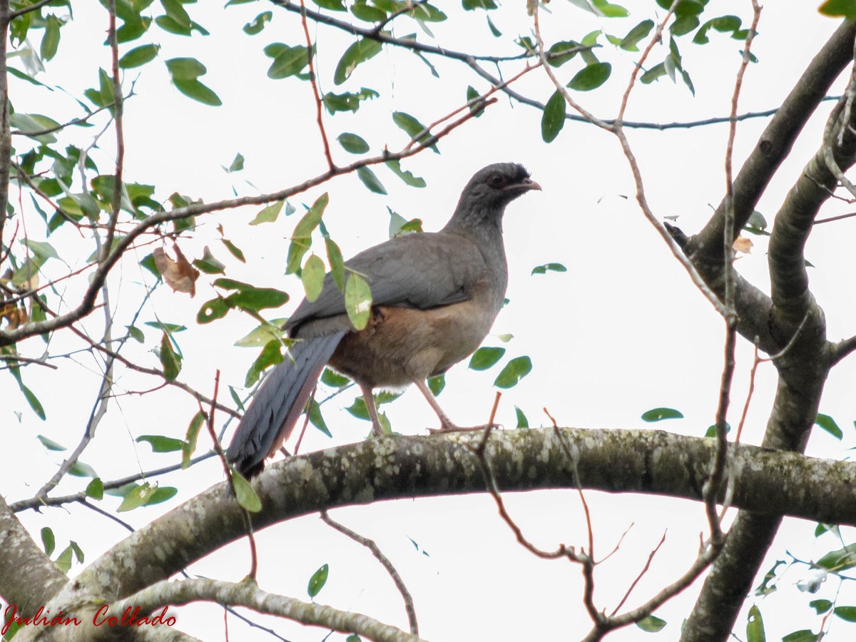 Chaco Chachalaca - ML186173691