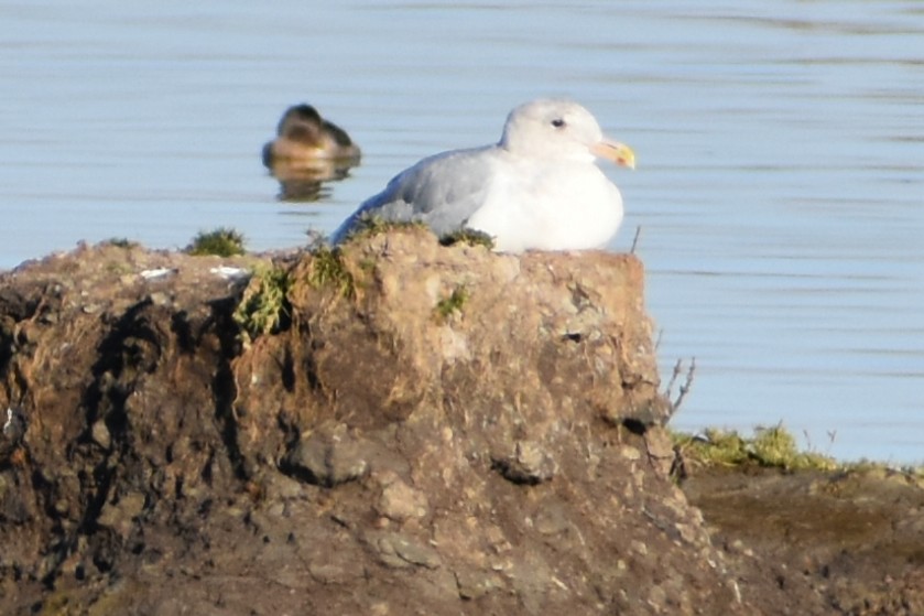 Glaucous-winged Gull - ML186173861