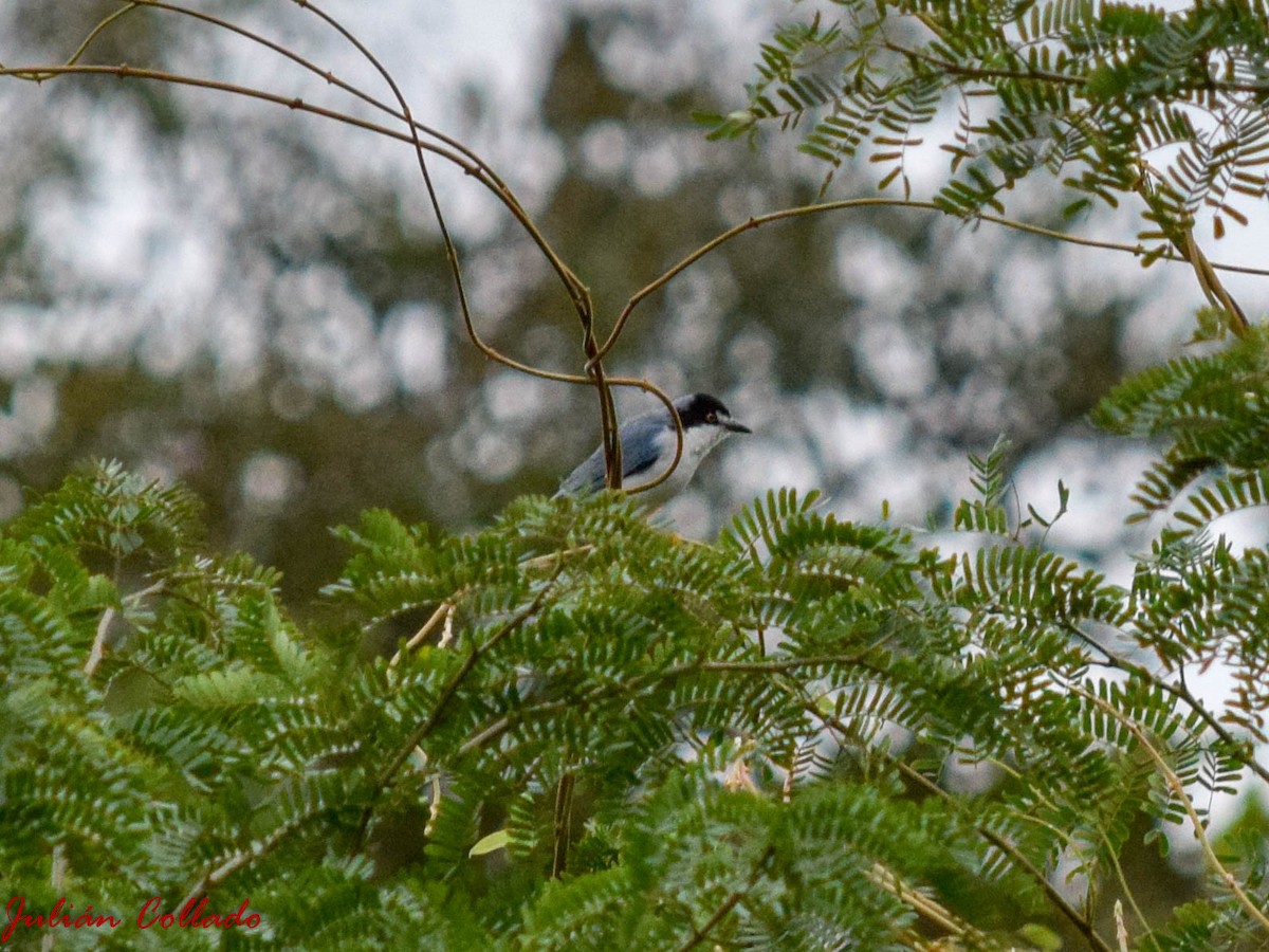 Hooded Tanager - ML186173871