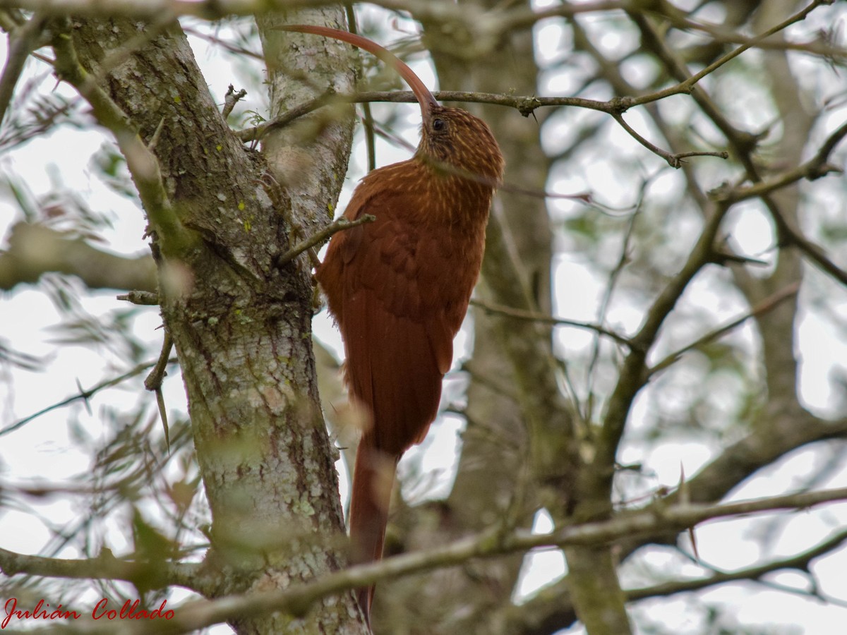 Red-billed Scythebill - ML186173981