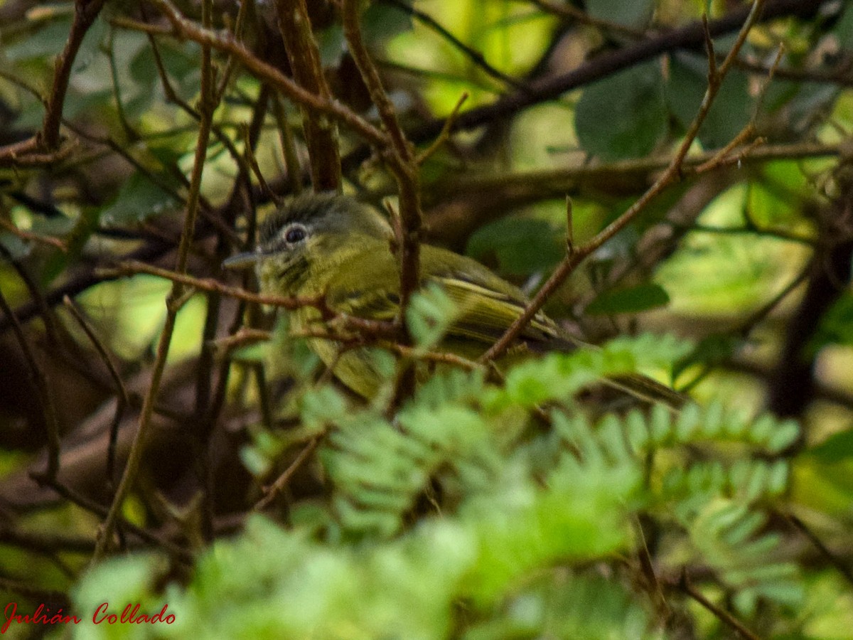 Yellow-olive Flatbill - ML186174141