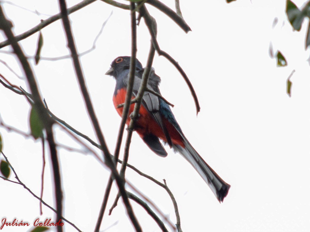 Surucua Trogon - ML186174181