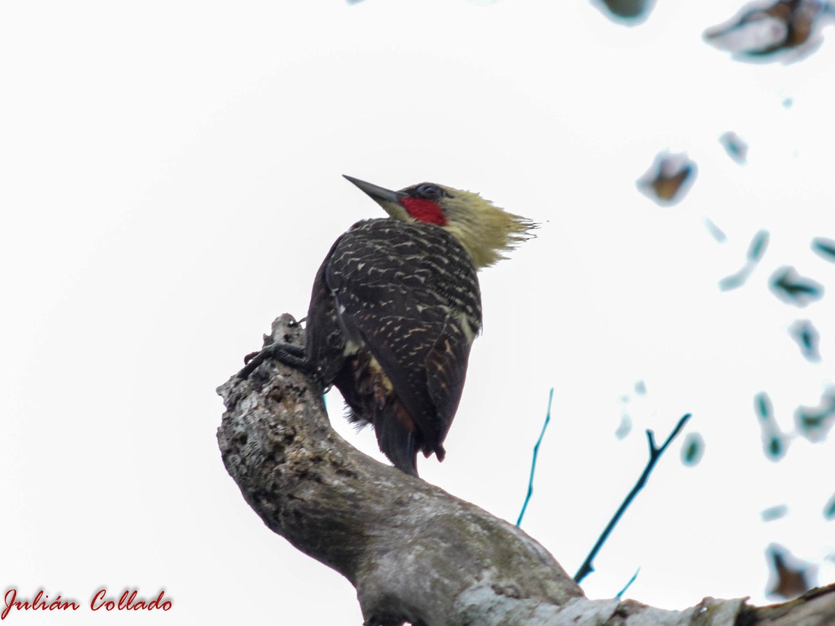 Pale-crested Woodpecker - ML186174321