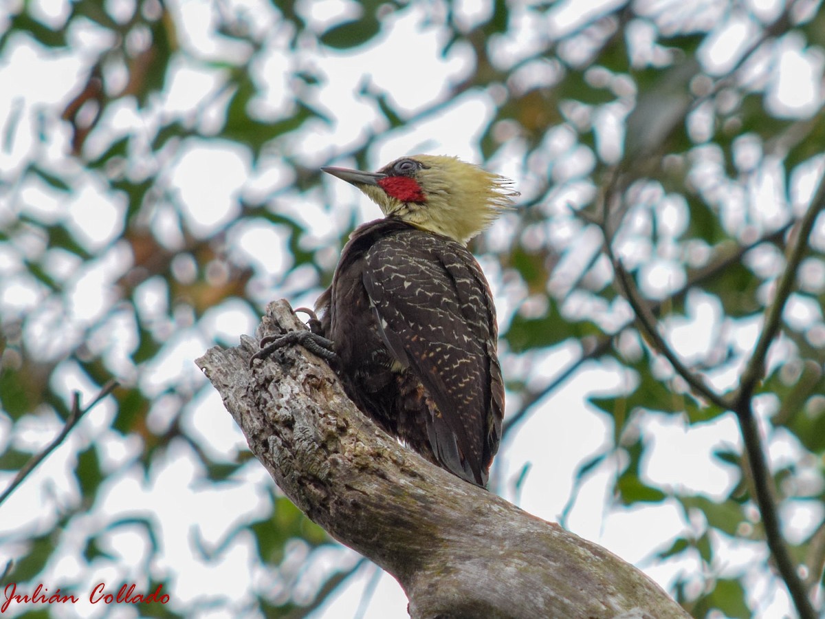 Pale-crested Woodpecker - ML186174331