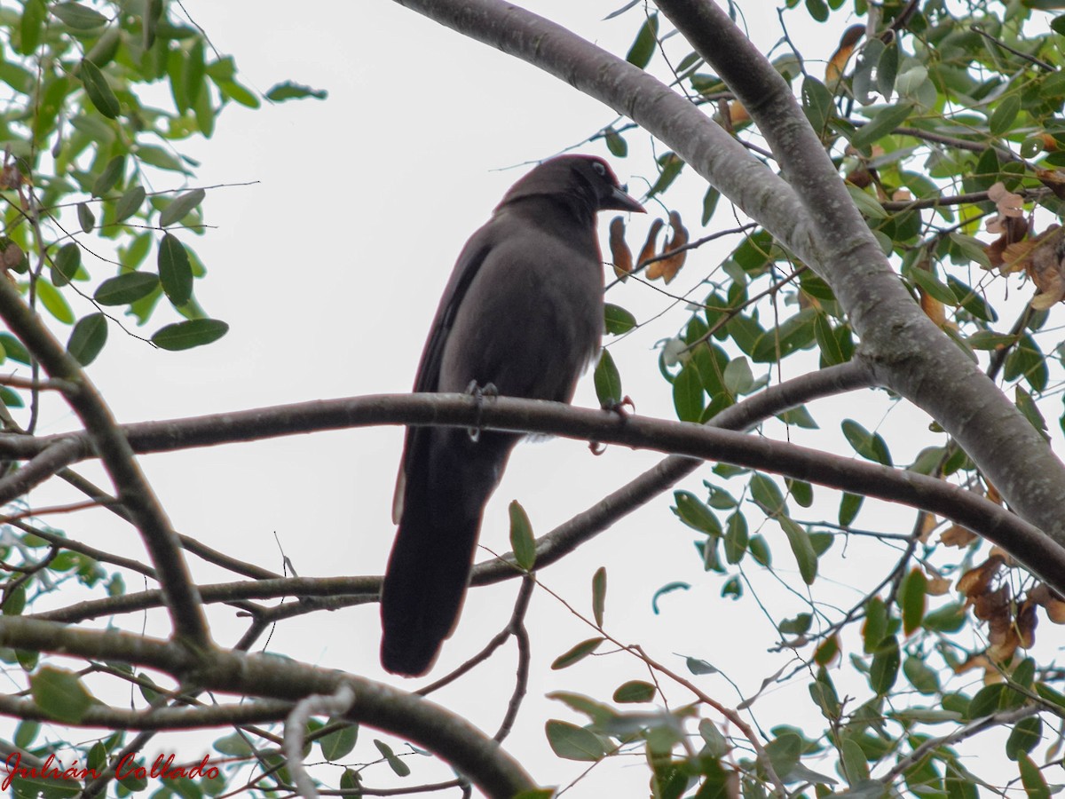 Purplish Jay - ML186174391